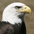 El Condor